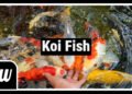Koi Fish: What They Mean, Why People Love Them, and How to Care for Them