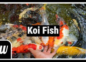 Koi Fish: What They Mean, Why People Love Them, and How to Care for Them