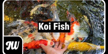 Koi Fish: What They Mean, Why People Love Them, and How to Care for Them