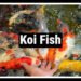 Koi Fish: What They Mean, Why People Love Them, and How to Care for Them